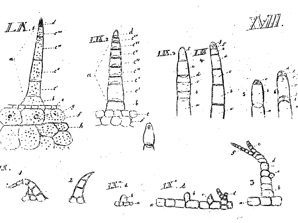 Cell theory historiography and Gustav Gabriel Valentin’s Histiogeniae plantarum atque animalium (Histiogenia comparata) of 1835/37